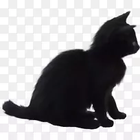 黑猫孟买猫家养短毛猫须