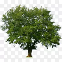橡木原木摄影树