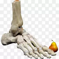 人体骨骼骨足解剖人体-人