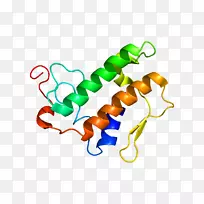 磷脂酶a2蛋白链基因