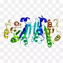sar1b sar1a蛋白gtp酶核糖基化因子分泌