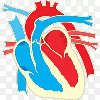 接线图心画夹艺术-创造性的人类心脏
