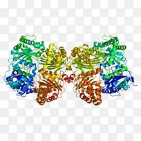 胰岛素降解酶蛋白生物催化激素