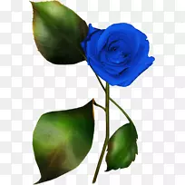 蓝玫瑰花园玫瑰剪贴画-玫瑰