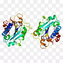 巨噬细胞-1抗原整合素αm受体整合素β2