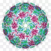 衣壳噬菌体MS2 RNA病毒-病毒