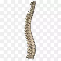脊柱骨解剖人体颈部