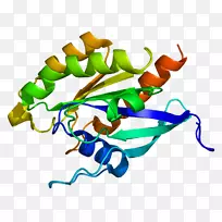 rab3d蛋白ras亚家族基因