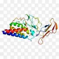 IL-2受体白细胞介素-2 i2ra共同γ链