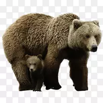 北极熊灰熊电脑图标-北极熊