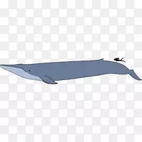 蓝鲸类-天然海洋动物鲸