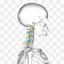 轴向寰椎-颈椎骨-脊柱-椎体