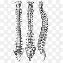 人体脊柱解剖