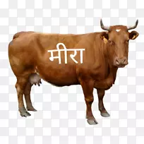 荷斯坦牛，牲畜，剪贴画-牛乳