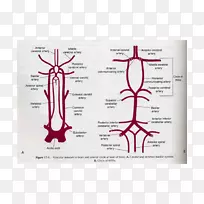 脊髓后动脉、脊髓前动脉、椎动脉、小脑后下动脉-椎动脉