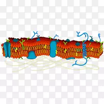 细胞膜生物膜脂双层生物学