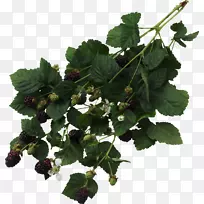 黑莓果实刺，刺和刺，覆盆子树丛-现代