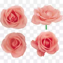 花园玫瑰，蜈蚣，玫瑰，花，粉红色花-花