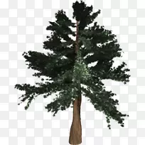 舍曼云杉松林海岸红木自定义图形松树