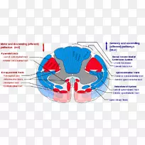 脊髓、丘脑束、锥体束、脊髓小脑束、脊髓神经皮质
