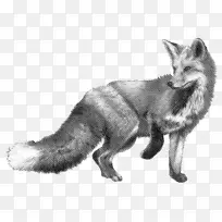 画狐狸猎犬铅笔素描写实素描