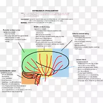 腔隙性卒中症状大脑后动脉-大脑中动脉