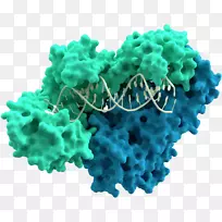 逆转录酶dna聚合酶逆转录病毒RNA多角体病毒