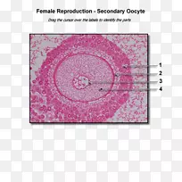 人的卵巢卵泡解剖&家畜的生理解剖和生理学-人体解剖学