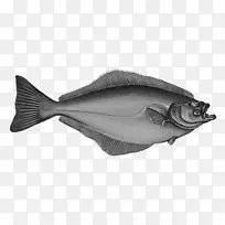 大西洋比目鱼-不列颠群岛鱼类的历史-鱼类