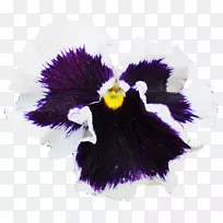 潘西紫罗兰花瓣