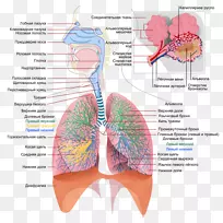 呼吸系统、呼吸道呼吸、肺、人体