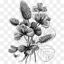 植物学插图黑白版画植物学梅花图案