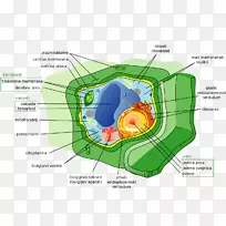 植物细胞器细胞壁生殖细胞