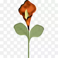八音瓣植物茎花
