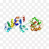 F-box蛋白fbx 15基因蛋白家族