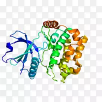 stk 24丝裂原活化蛋白激酶基因