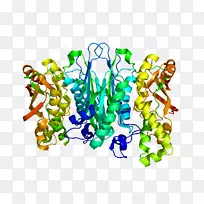 硒磷合成酶1硒化物，水二激酶硒蛋白硒半胱氨酸基因