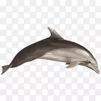 普通宽吻海豚短喙普通海豚粗齿海豚图库西白海豚