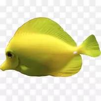 深海生物水母黄塘水生动物鱼