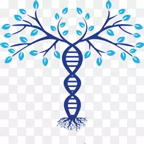 家谱dna谱系进化树符号