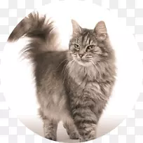 西伯利亚猫波斯猫粮摄影-猫