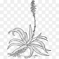 芦荟素描植物插图