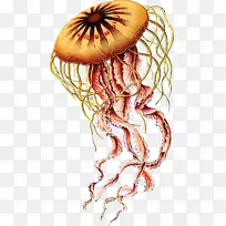自然界中的艺术形式-水母生物学家，重述理论-科学