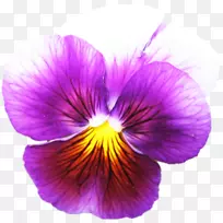 潘西紫罗兰花瓣-紫罗兰