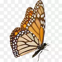 蝴蝶桌面壁纸-蝴蝶