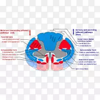 脊髓、丘脑束、锥体束、脊髓小脑束、脊髓神经-脊柱模型