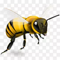 西方蜜蜂昆虫大黄蜂-蜜蜂