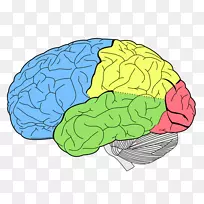 人脑叶-人脑颞叶顶叶-脑
