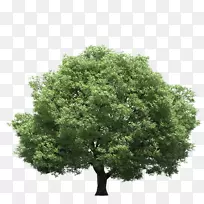 树光杉木摄影-树