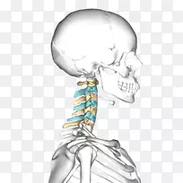 颈椎柱轴寰椎颈